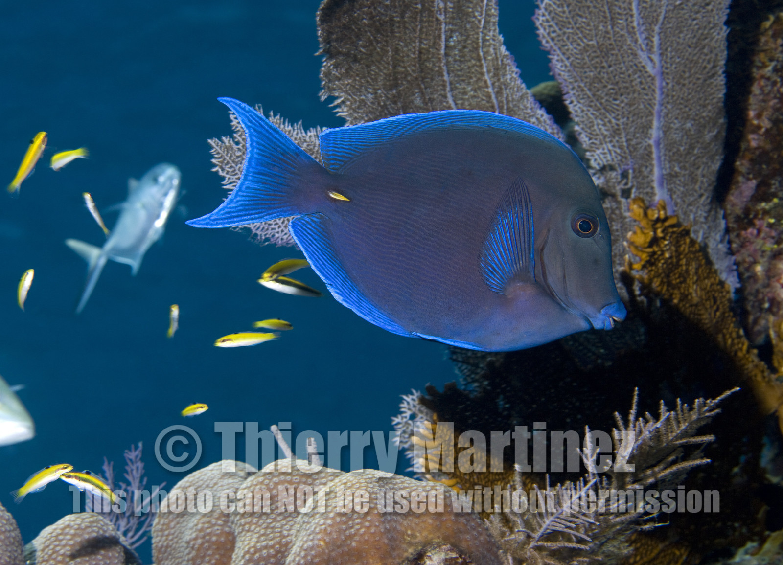 DIVING IN BAHAMAS- JAN 2007