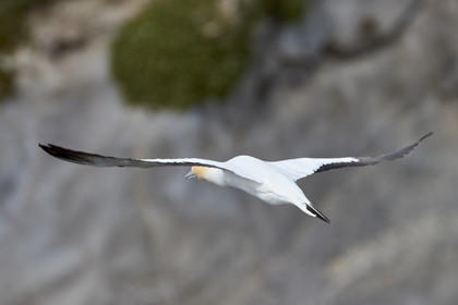 18_029051  ©ThMartinez Sea&Co.  MURIWAI BEACH - NORTH ISLAND. NEW ZEALAND . 11 March  2018. .Gannet ..
