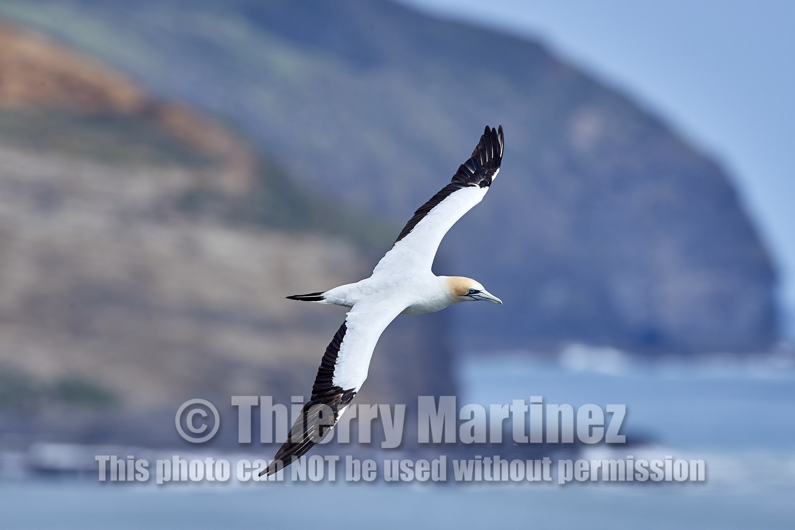 18_029261  ©ThMartinez Sea&Co.  MURIWAI BEACH - NORTH ISLAND. NEW ZEALAND . 11 March  2018. .Gannet ..