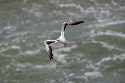 18_029134  ©ThMartinez Sea&Co.  MURIWAI BEACH - NORTH ISLAND. NEW ZEALAND . 11 March  2018. .Gannet ..