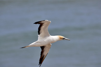 18_029275  ©ThMartinez Sea&Co.  MURIWAI BEACH - NORTH ISLAND. NEW ZEALAND . 11 March  2018. .Gannet ..