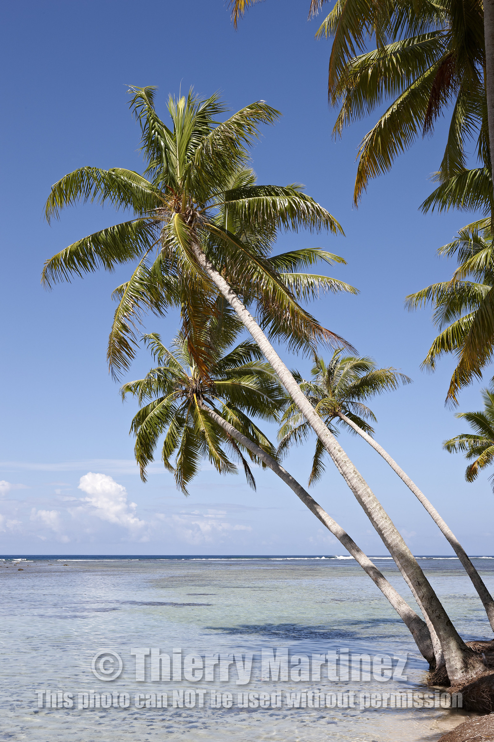 15_024895  ©ThMartinez Sea&Co.  RAIATEA - ILES SOUS LE VENT. POLYNESIE FRANCAISE .  2 Février 2015. ..MOTU dans le lagon de Raiatea.