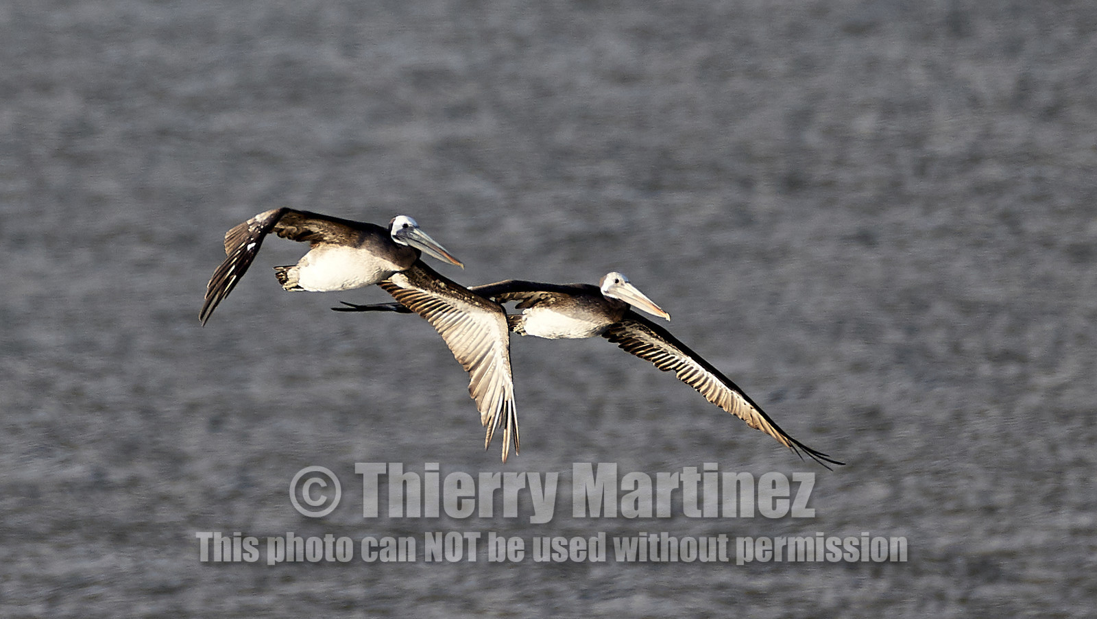 THM-18_042998_ZAPALLAR