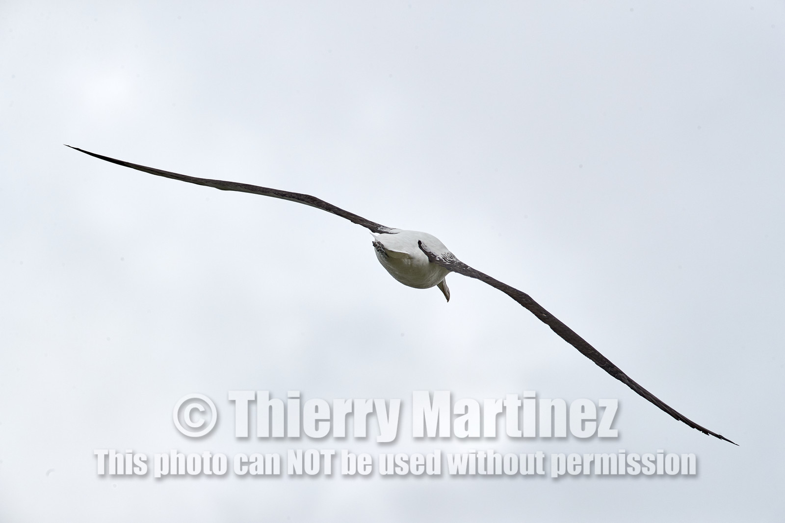 18_025152-Royal Alabtros