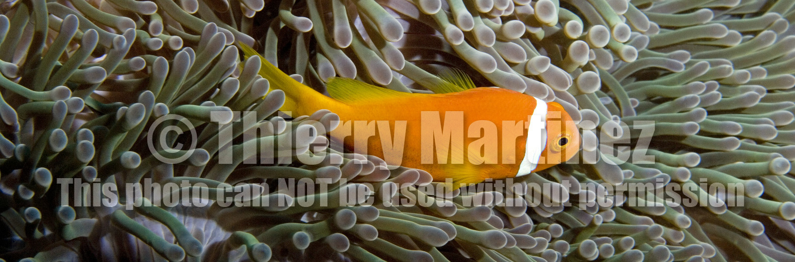 Diving In Maldives Feb March 2007.