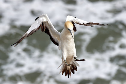 18_029162  ©ThMartinez Sea&Co.  MURIWAI BEACH - NORTH ISLAND. NEW ZEALAND . 11 March  2018. .Gannet ..