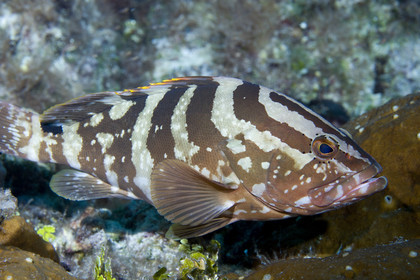 DIVING IN BAHAMAS- JAN 2007