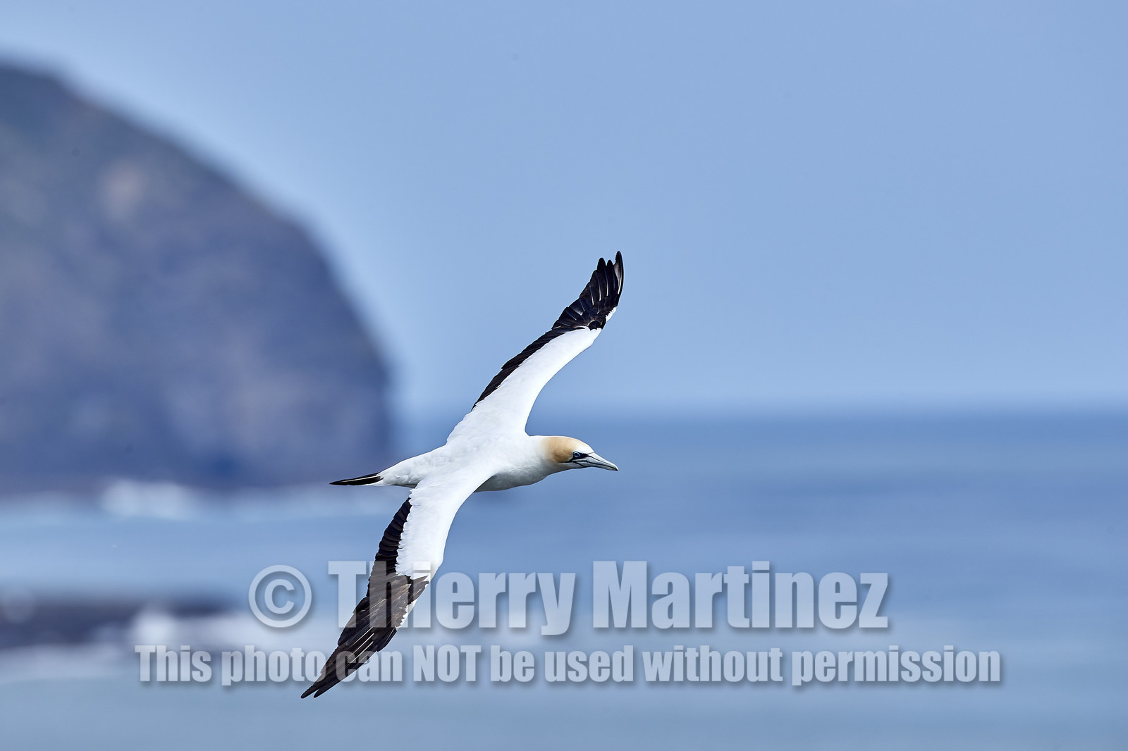 18_029262  ©ThMartinez Sea&Co.  MURIWAI BEACH - NORTH ISLAND. NEW ZEALAND . 11 March  2018. .Gannet ..
