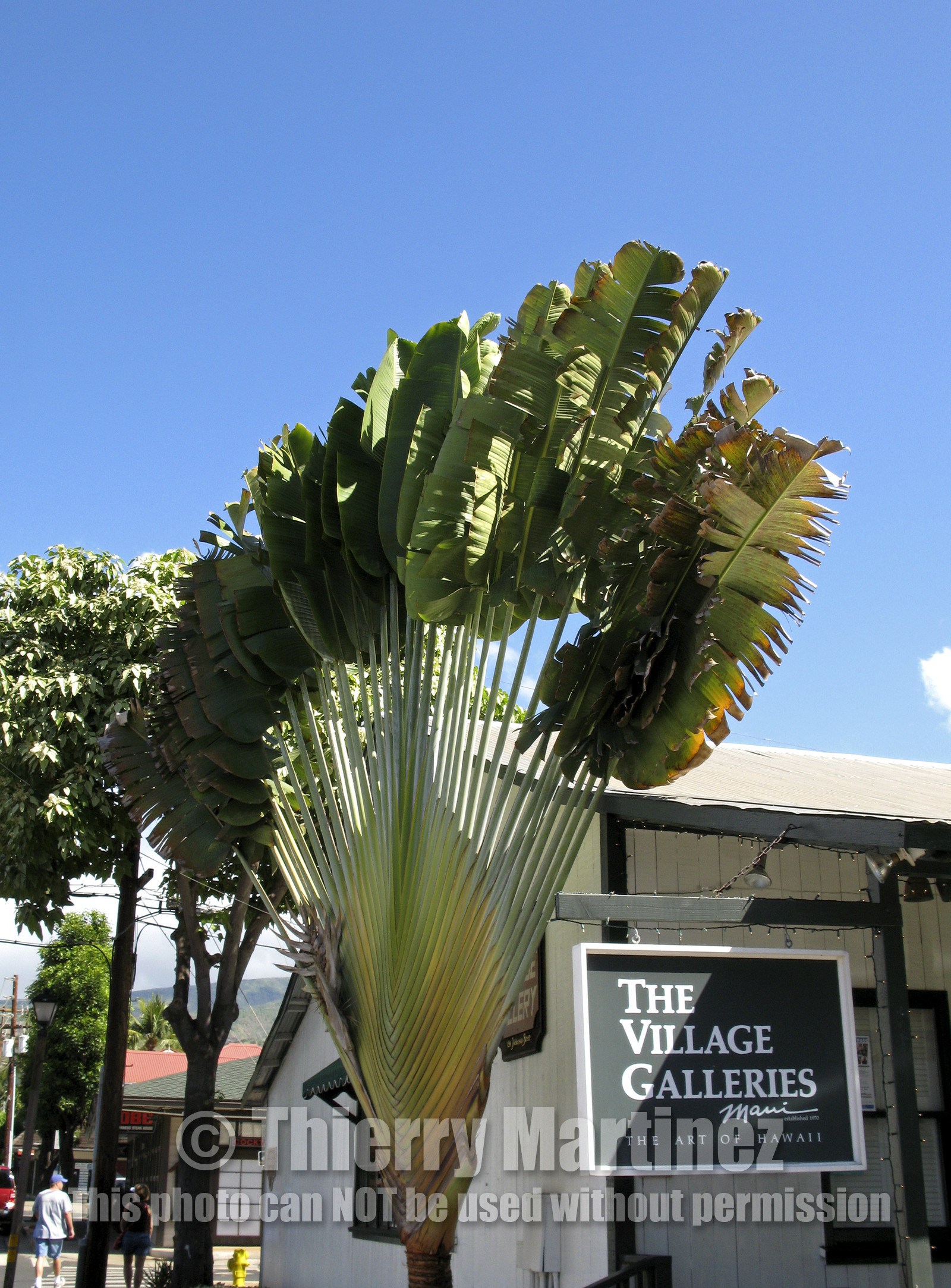 Diving in Maui HAWAII - USA . Jan 2007.