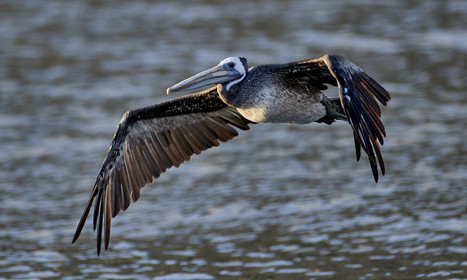 THM-18_043438_ZAPALLAR