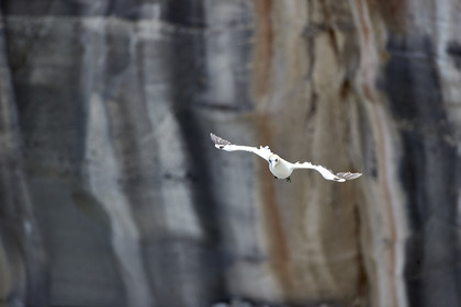18_030458  ©ThMartinez Sea&Co.  MURIWAI BEACH - NORTH ISLAND. NEW ZEALAND . 11 March  2018. .Gannet ..