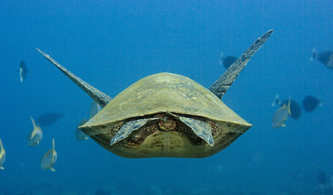 Diving in Maui HAWAII - USA . Jan 2007.