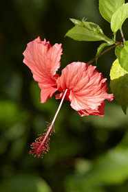 15_023456  ©ThMartinez Sea&Co.  HUAHINE - ILES SOUS LE VENT. POLYNESIE FRANCAISE . 31 January 2015. .Village de FARE.