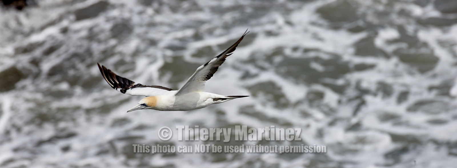 18_029116  ©ThMartinez Sea&Co.  MURIWAI BEACH - NORTH ISLAND. NEW ZEALAND . 11 March  2018. .Gannet ..
