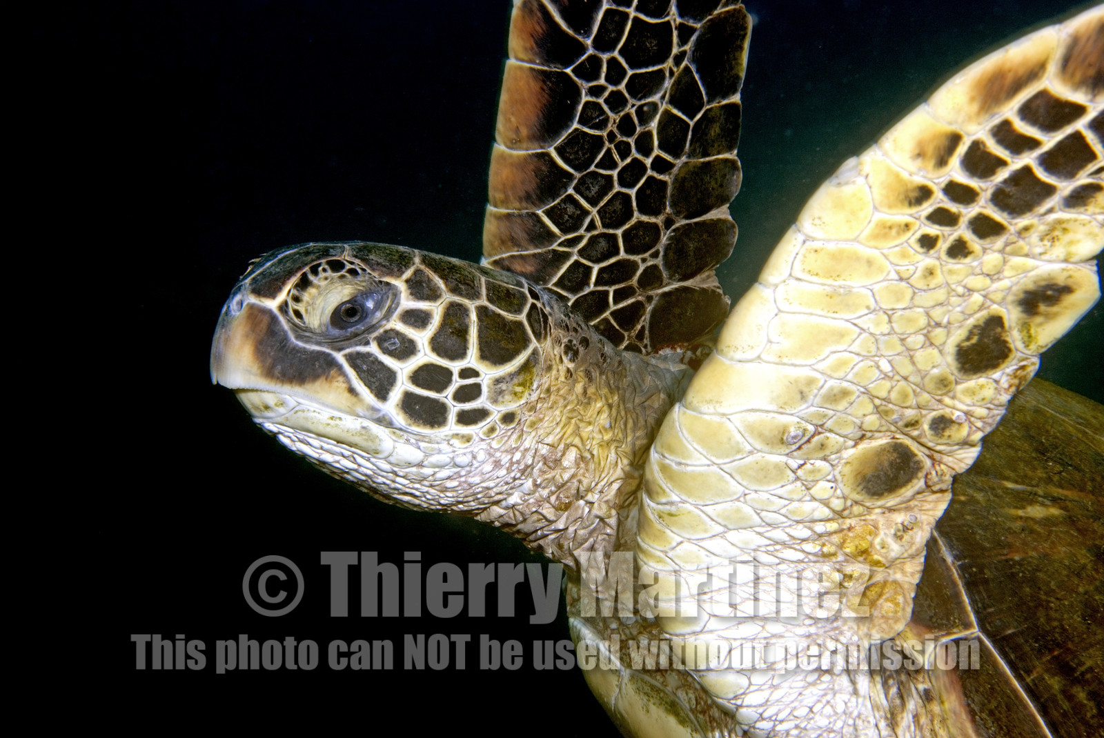 Diving in Maui HAWAII - USA . Jan 2007.