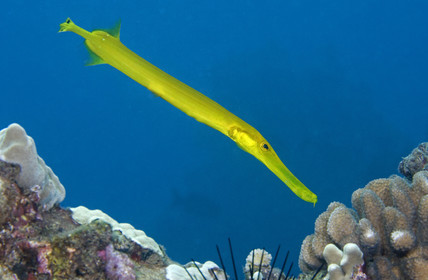 Diving in Maui HAWAII - USA . Jan 2007.