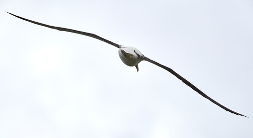 18_025150-Royal Alabtros