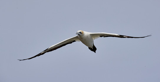18_029782  ©ThMartinez Sea&Co.  MURIWAI BEACH - NORTH ISLAND. NEW ZEALAND . 11 March  2018. .Gannet ..
