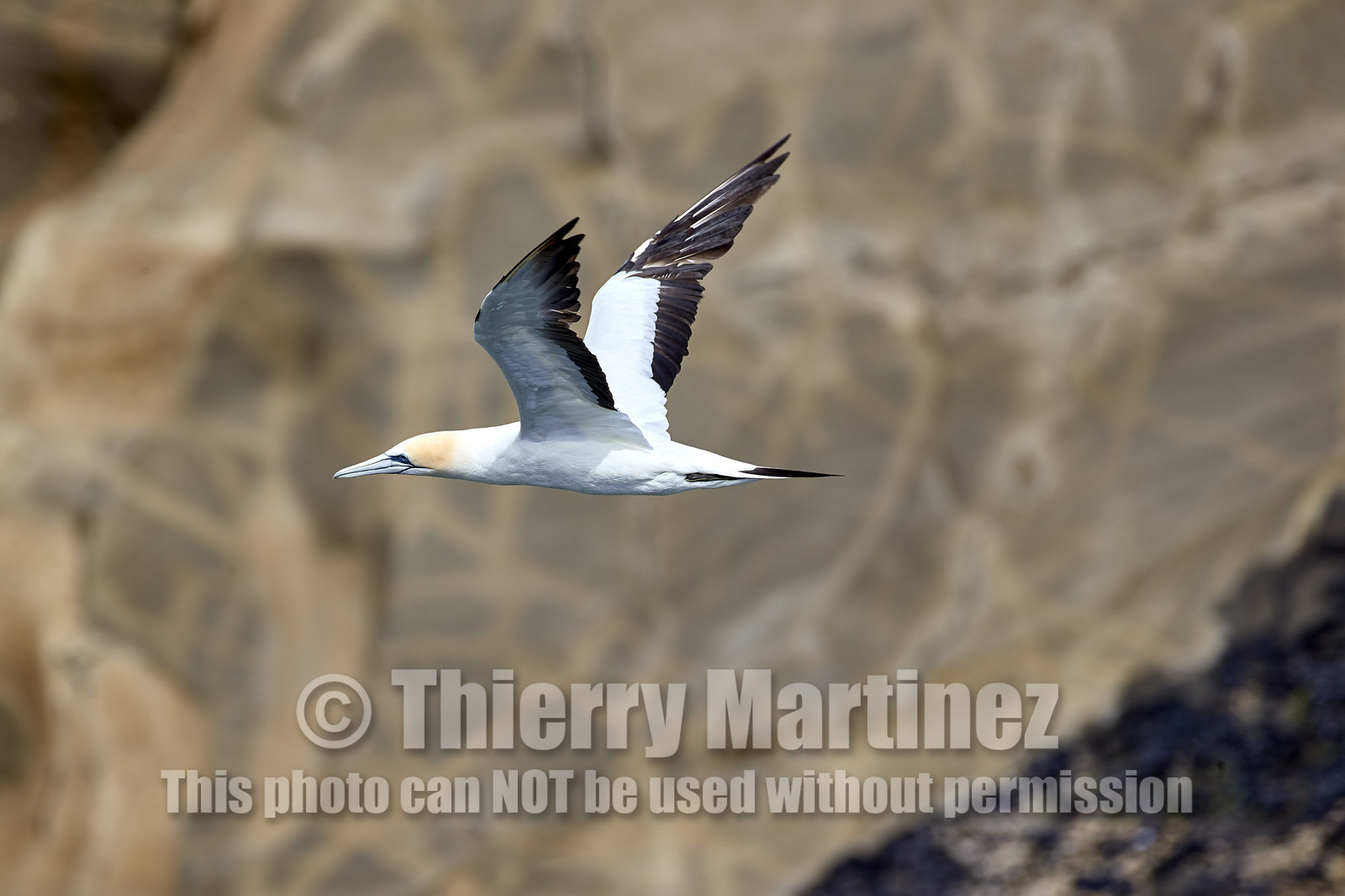 18_029122  ©ThMartinez Sea&Co.  MURIWAI BEACH - NORTH ISLAND. NEW ZEALAND . 11 March  2018. .Gannet ..