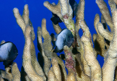 Diving in Maui HAWAII - USA . Jan 2007.