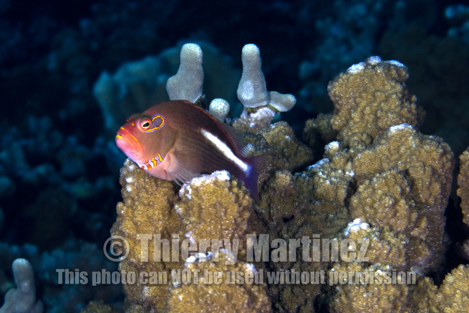 Diving in MAUI- Hawaii.