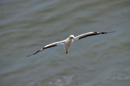 18_029407  ©ThMartinez Sea&Co.  MURIWAI BEACH - NORTH ISLAND. NEW ZEALAND . 11 March  2018. .Gannet ..