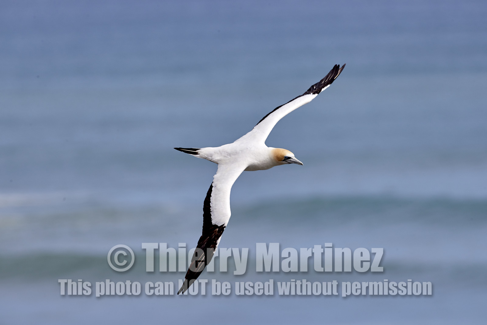 18_029265  ©ThMartinez Sea&Co.  MURIWAI BEACH - NORTH ISLAND. NEW ZEALAND . 11 March  2018. .Gannet ..