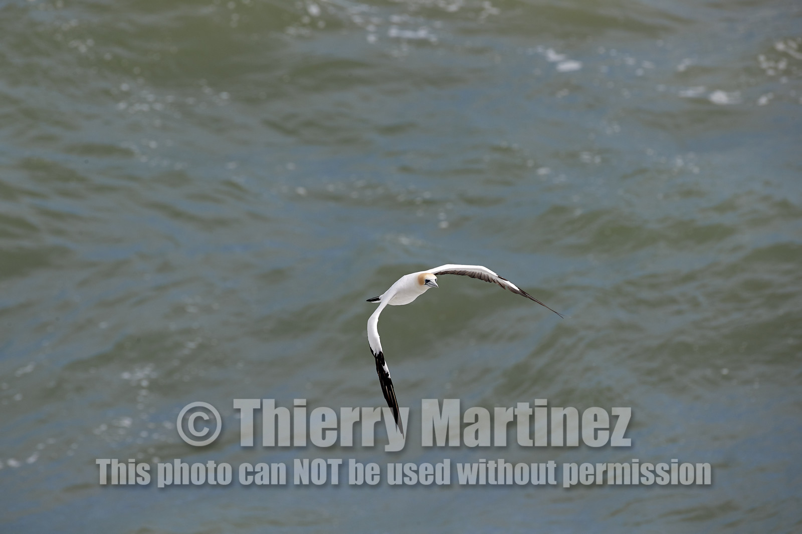 18_029132  ©ThMartinez Sea&Co.  MURIWAI BEACH - NORTH ISLAND. NEW ZEALAND . 11 March  2018. .Gannet ..