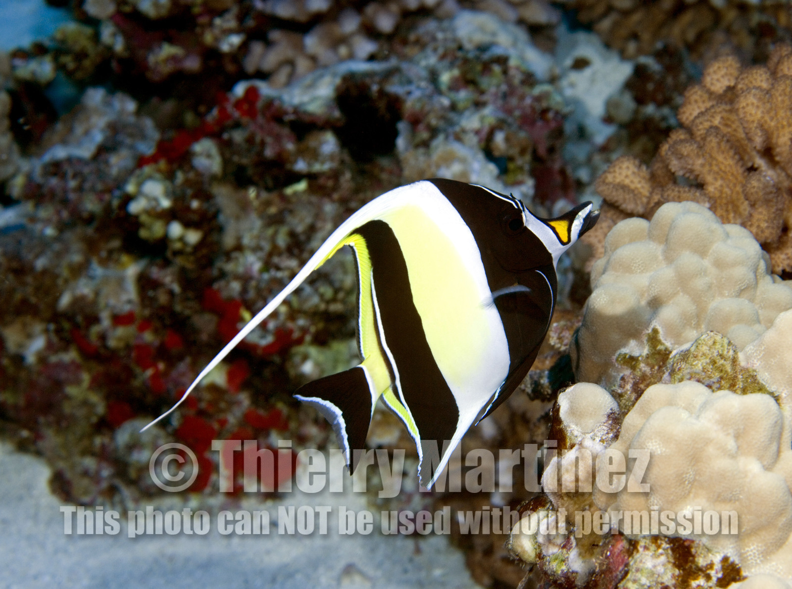 Diving in Maui HAWAII - USA . Jan 2007.