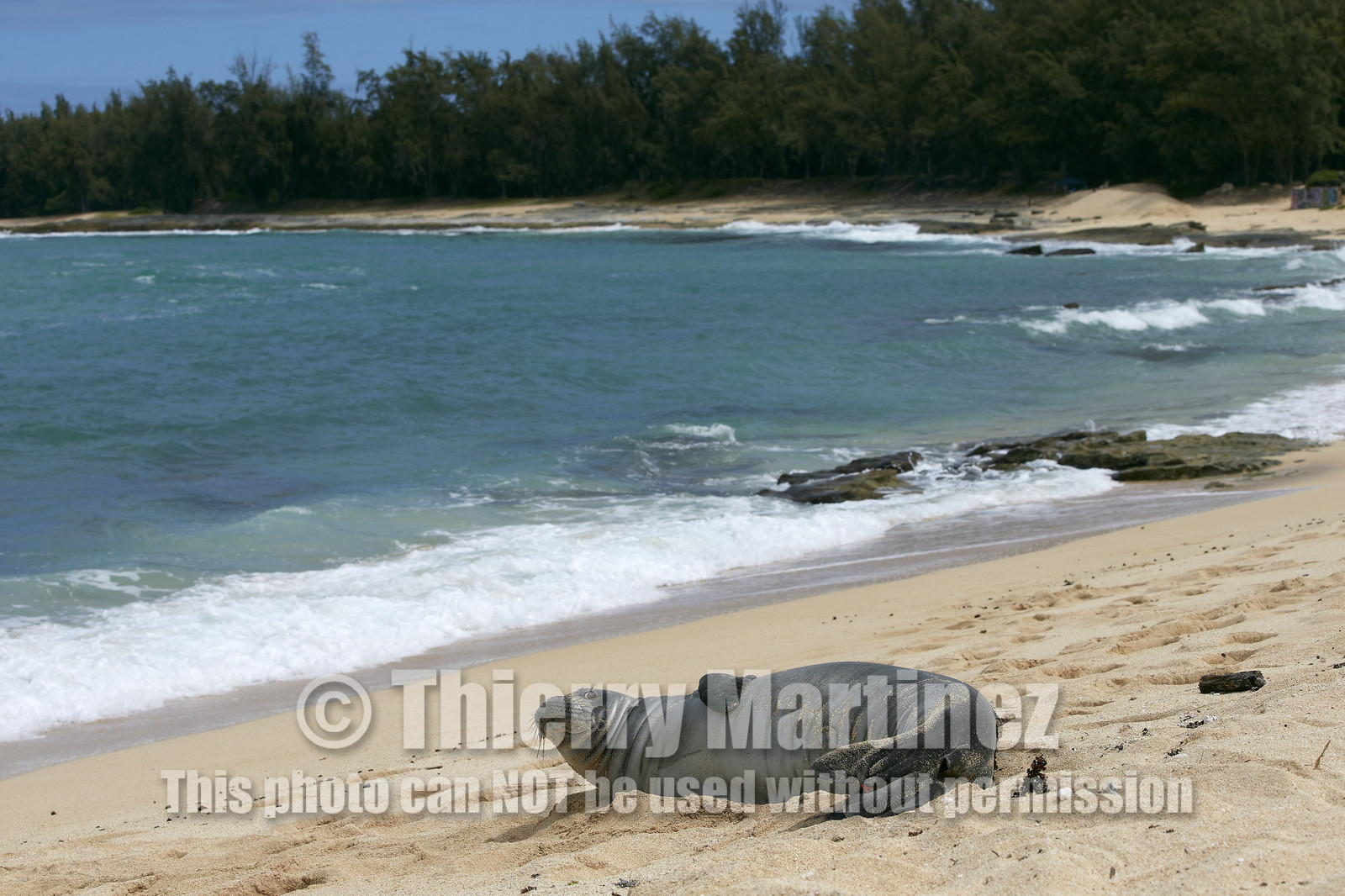 13_23530 Hawaiian Monk Seal