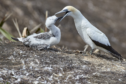 18_029954  ©ThMartinez Sea&Co.  MURIWAI BEACH - NORTH ISLAND. NEW ZEALAND . 11 March  2018. .Gannet ..