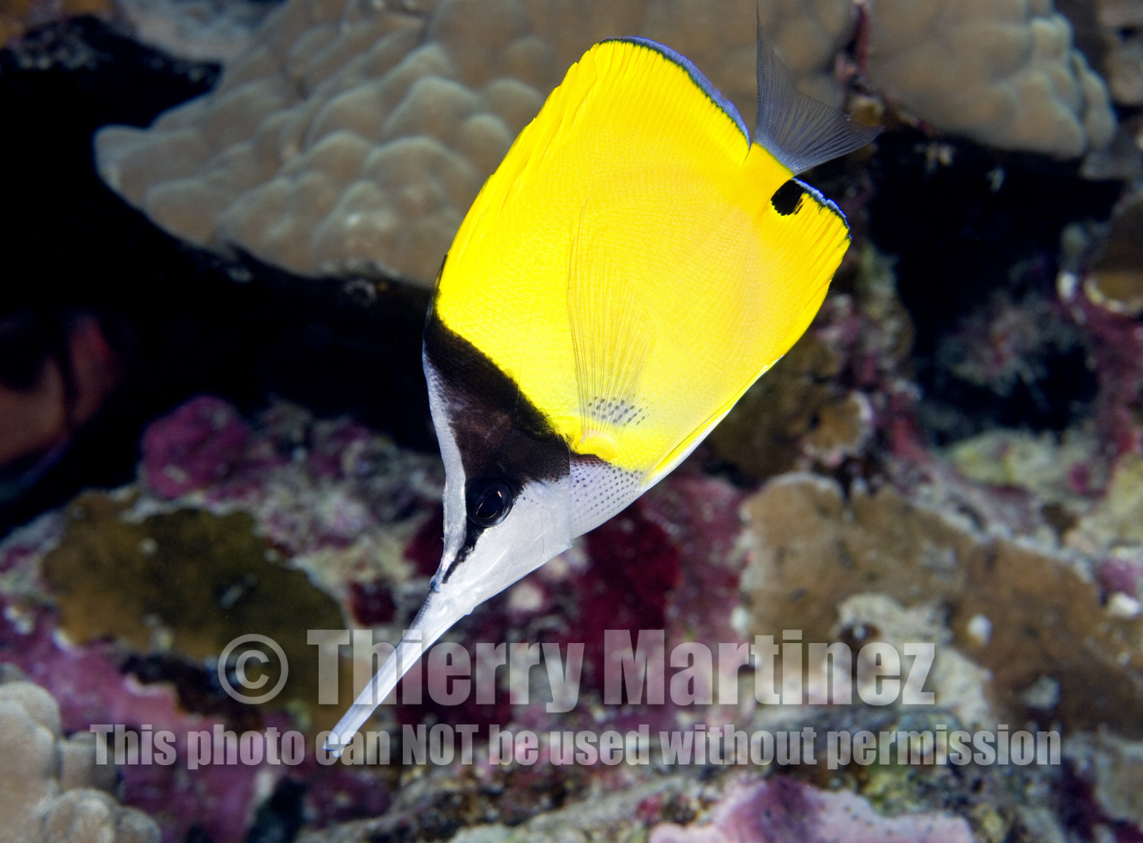 Diving in Maui HAWAII - USA . Jan 2007.