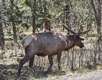 THM-18_058073-GRAND CANYON