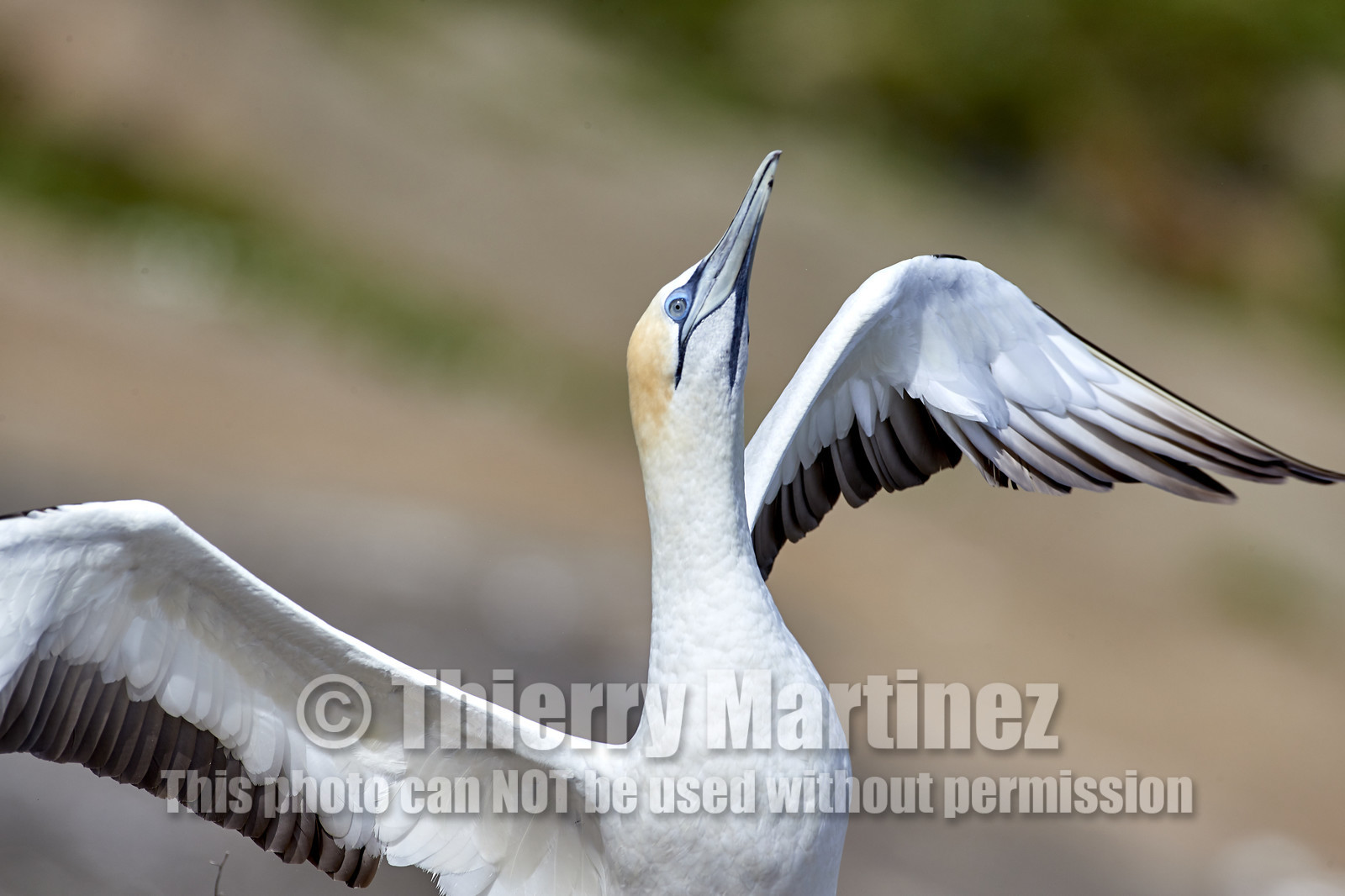 18_030160  ©ThMartinez Sea&Co.  MURIWAI BEACH - NORTH ISLAND. NEW ZEALAND . 11 March  2018. .Gannet ..