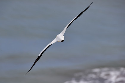 18_029086  ©ThMartinez Sea&Co.  MURIWAI BEACH - NORTH ISLAND. NEW ZEALAND . 11 March  2018. .Gannet ..