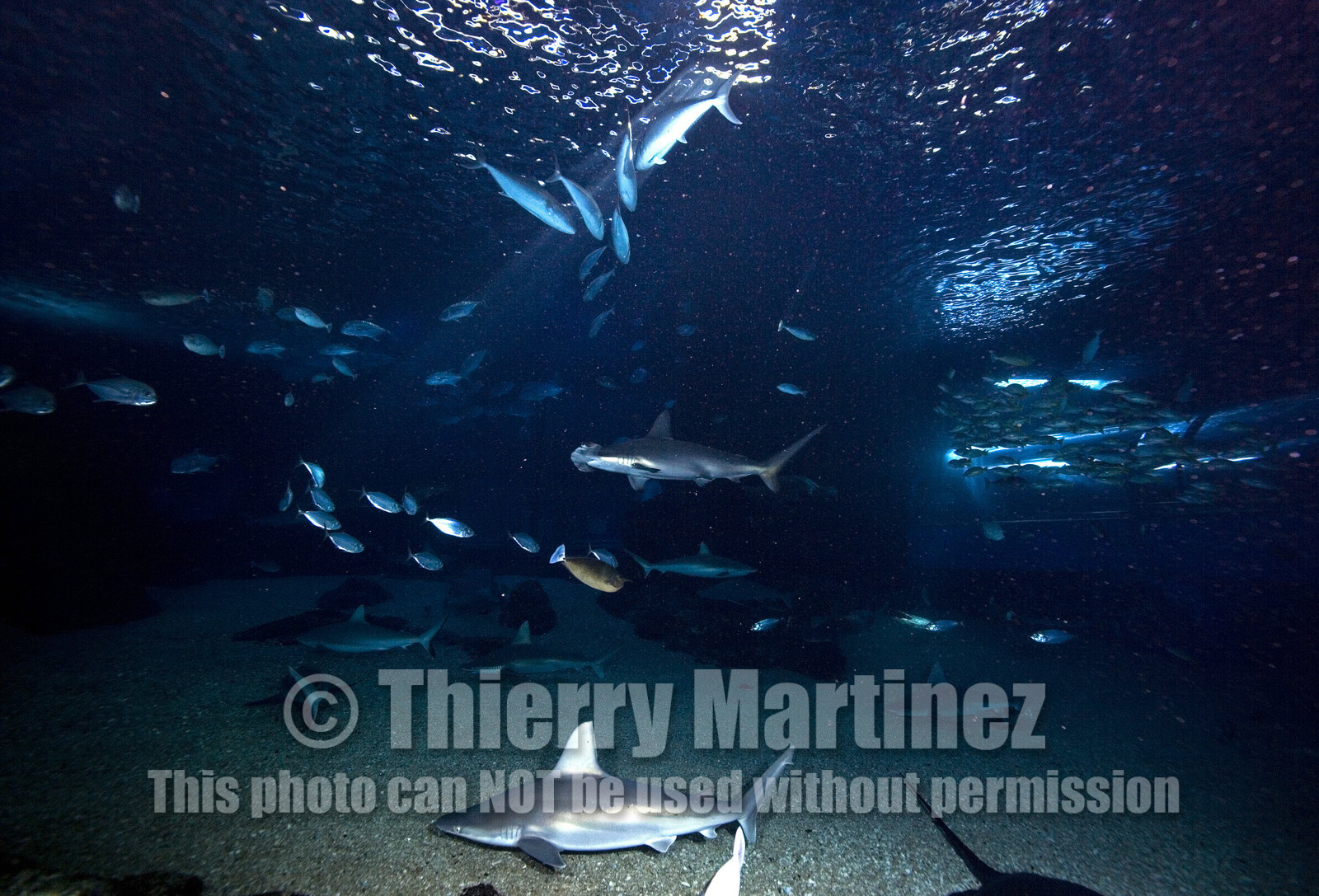 Diving in Maui HAWAII - USA . Jan 2007.