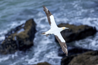 18_029445  ©ThMartinez Sea&Co.  MURIWAI BEACH - NORTH ISLAND. NEW ZEALAND . 11 March  2018. .Gannet ..