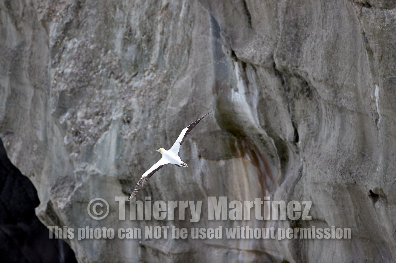 18_030216  ©ThMartinez Sea&Co.  MURIWAI BEACH - NORTH ISLAND. NEW ZEALAND . 11 March  2018. .Gannet ..