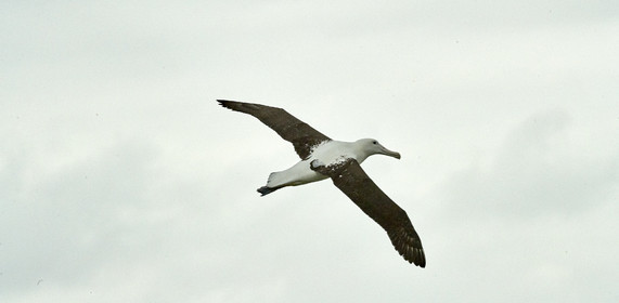 18_025626-Royal Alabtros