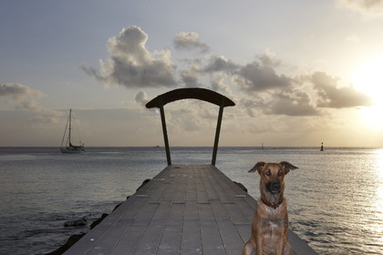 15_023696  ©ThMartinez Sea&Co.  HUAHINE - ILES SOUS LE VENT. POLYNESIE FRANCAISE . 31 January 2015. .Village de FARE.
