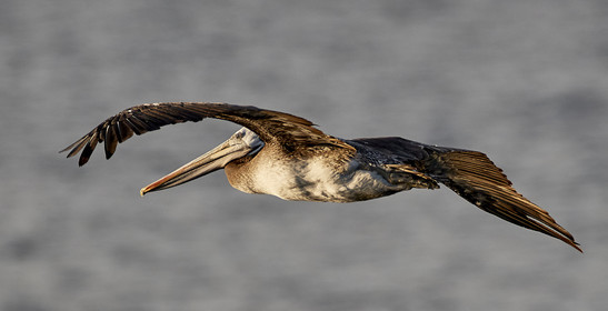 THM-18_043194_ZAPALLAR