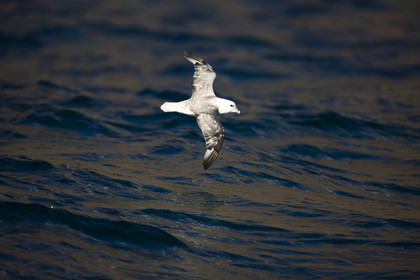 Schooner LA LOUISE sailing on west coast of Greenland.