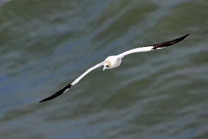 18_029061  ©ThMartinez Sea&Co.  MURIWAI BEACH - NORTH ISLAND. NEW ZEALAND . 11 March  2018. .Gannet ..