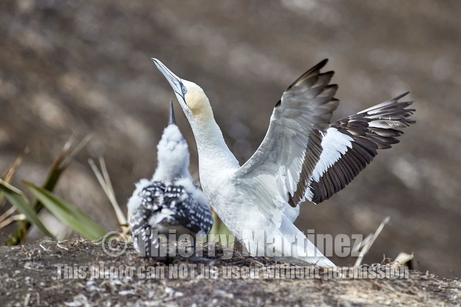 18_029831  ©ThMartinez Sea&Co.  MURIWAI BEACH - NORTH ISLAND. NEW ZEALAND . 11 March  2018. .Gannet ..