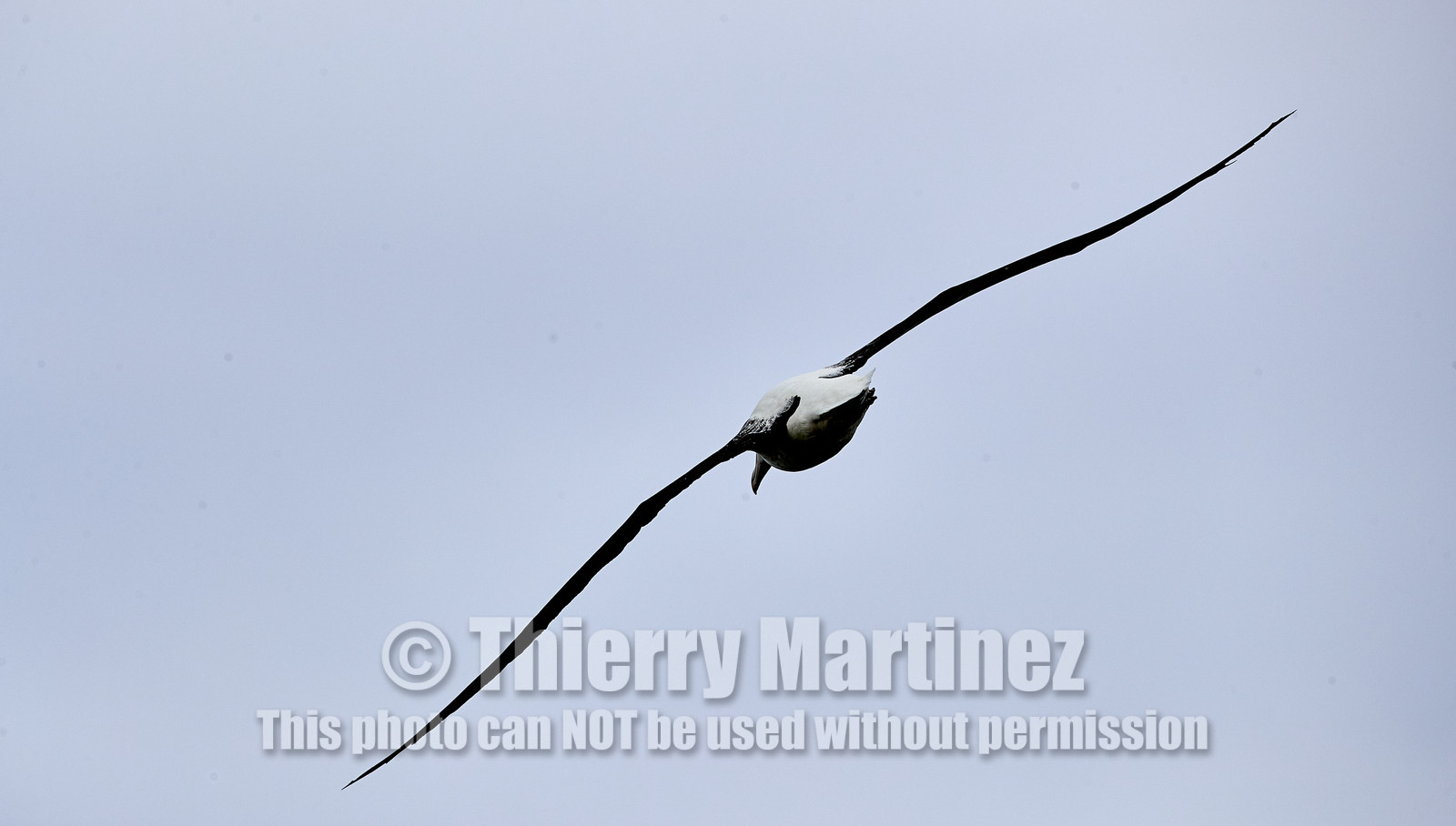 18_025513-Royal Alabtros