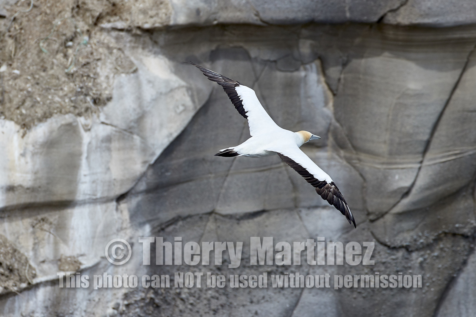 18_029055  ©ThMartinez Sea&Co.  MURIWAI BEACH - NORTH ISLAND. NEW ZEALAND . 11 March  2018. .Gannet ..