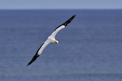18_029369  ©ThMartinez Sea&Co.  MURIWAI BEACH - NORTH ISLAND. NEW ZEALAND . 11 March  2018. .Gannet ..