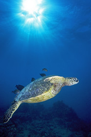DIVING IN HAWAII - USA
