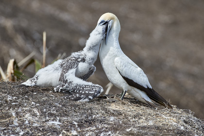 18_030109  ©ThMartinez Sea&Co.  MURIWAI BEACH - NORTH ISLAND. NEW ZEALAND . 11 March  2018. .Gannet ..