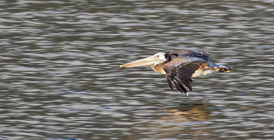 THM-18_043543_ZAPALLAR